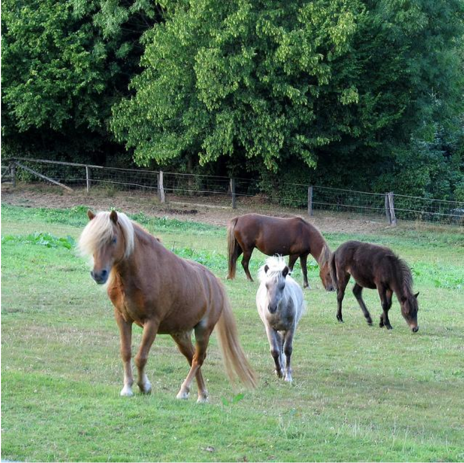 Reference photograph of horses in a garden - the original source image